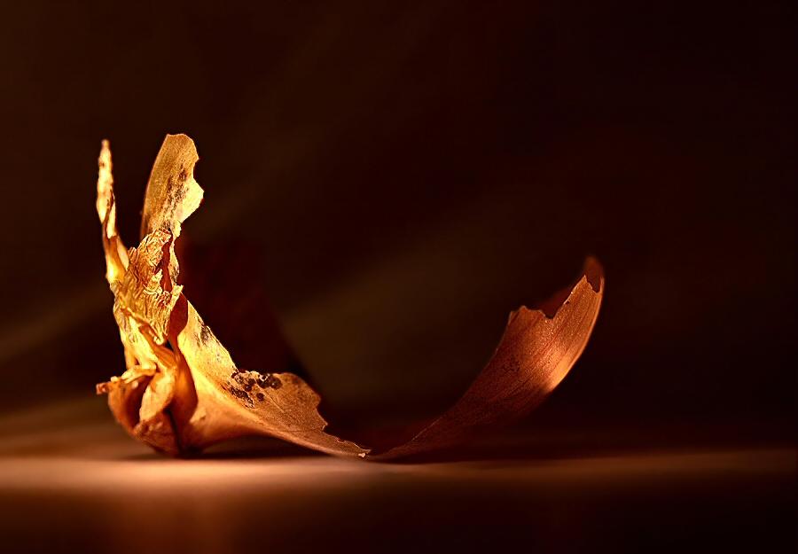 Onion peel