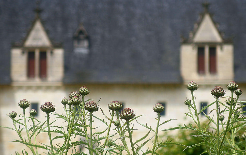 Fontevraud lAbbaye - garden