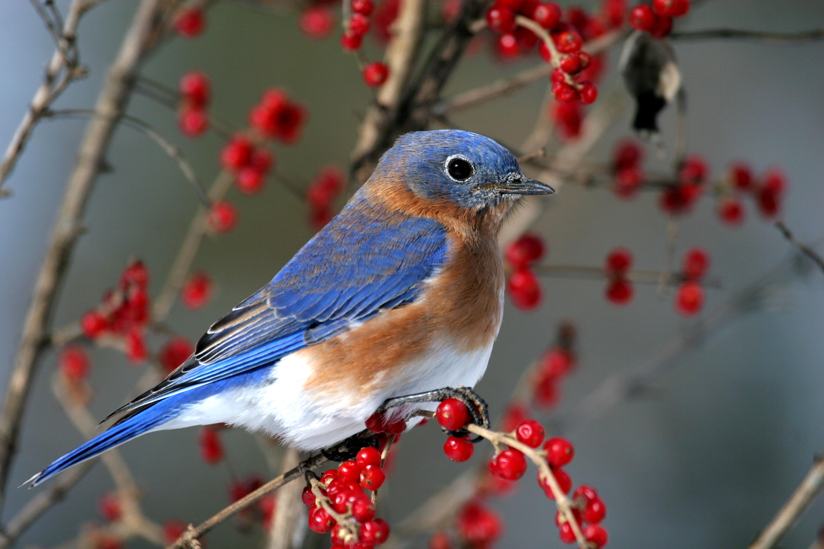 Eastern Bluebird
