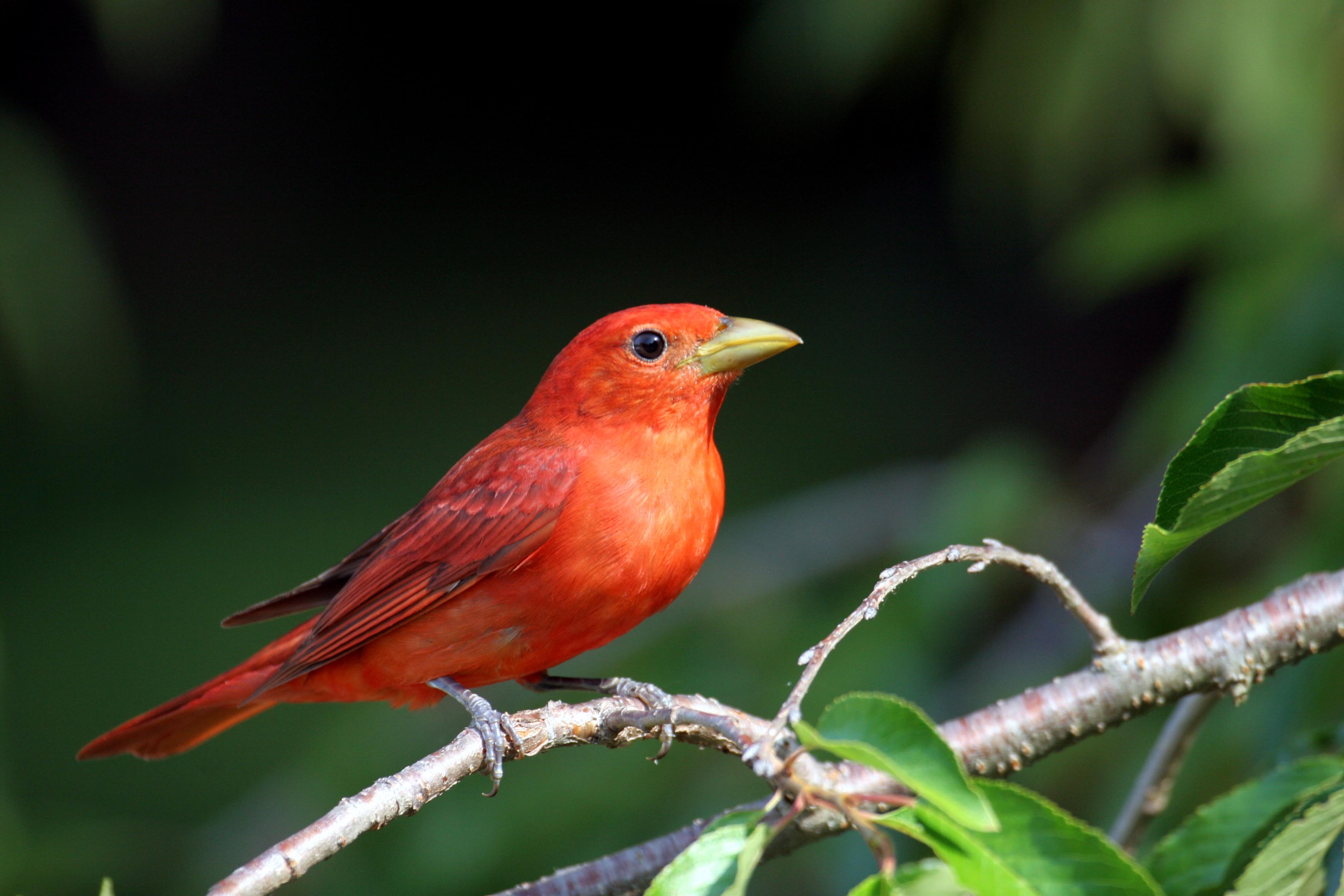 Summer Tanager