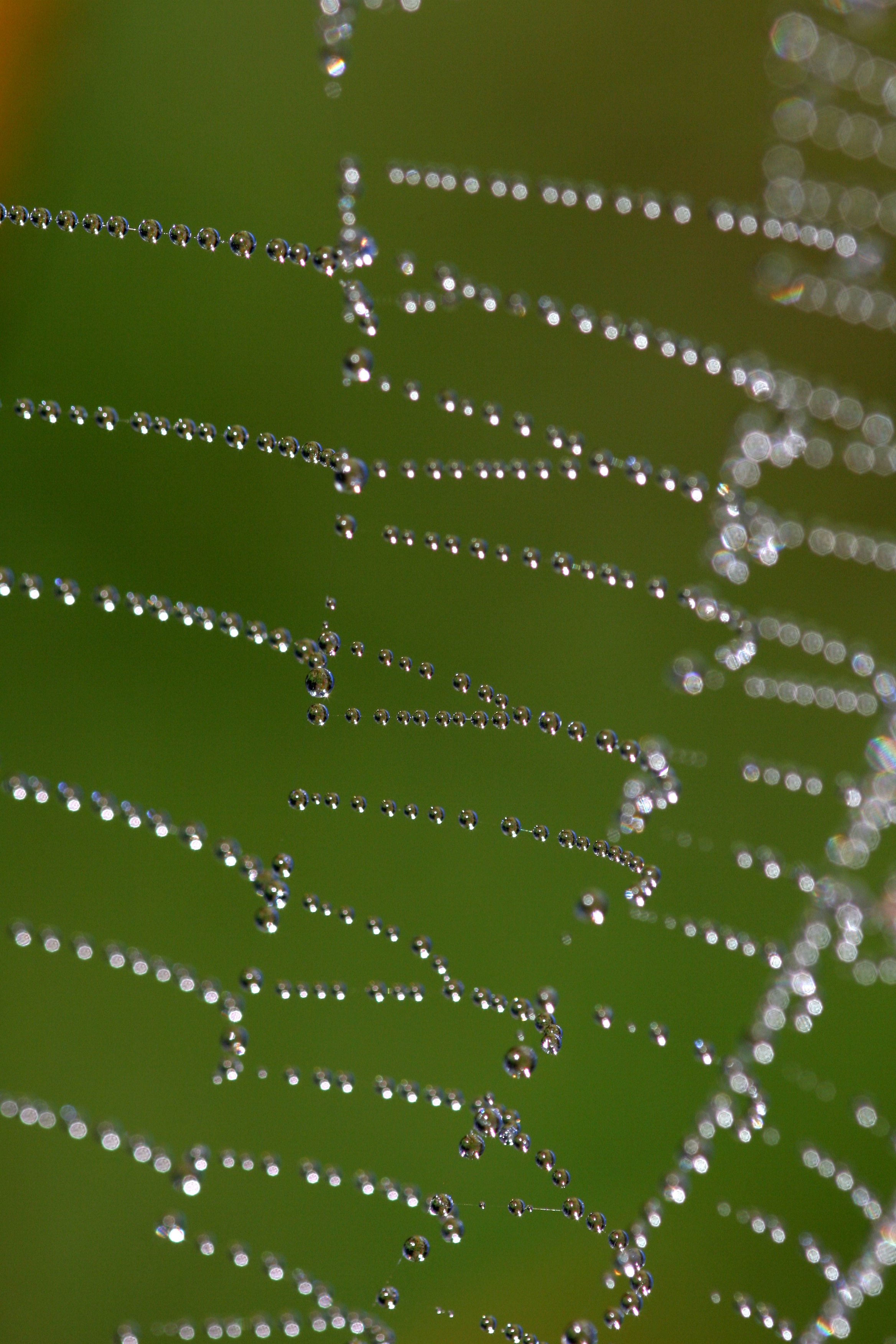 spiderweb.jpg