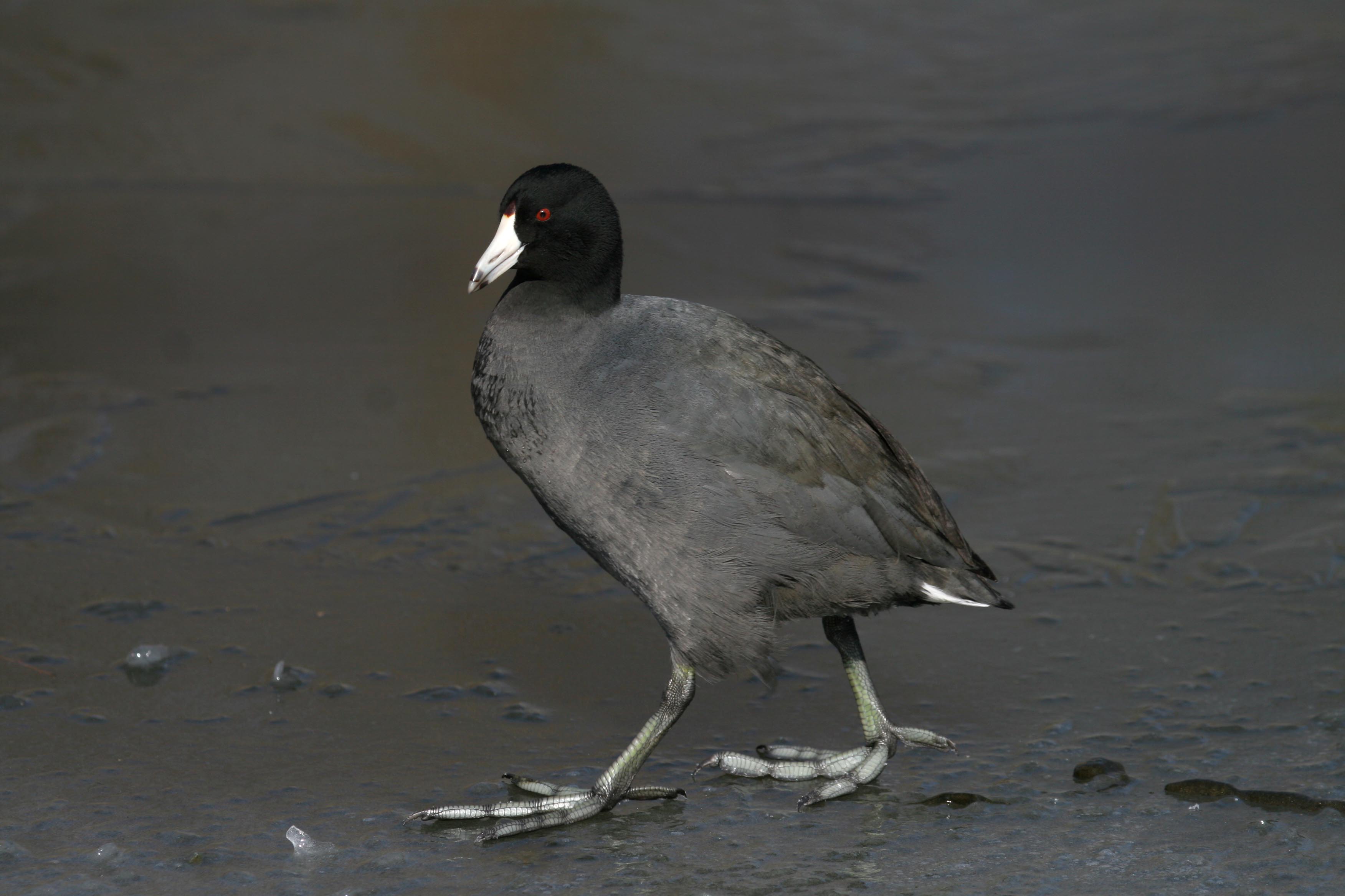 American Coot