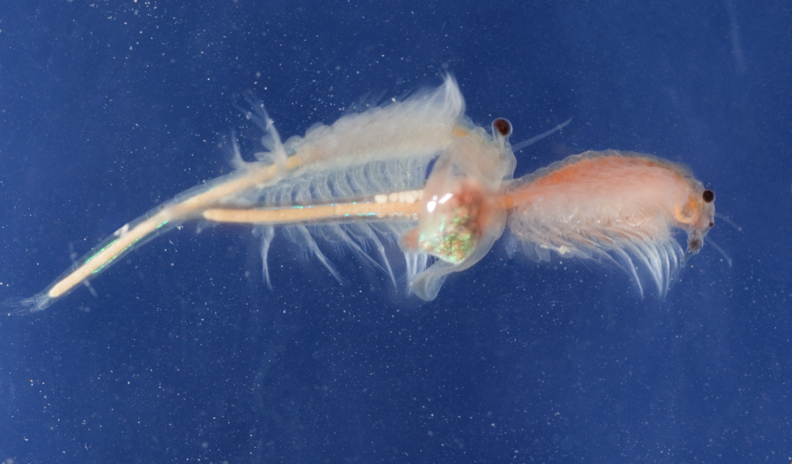 Fairy-Shrimp.jpg