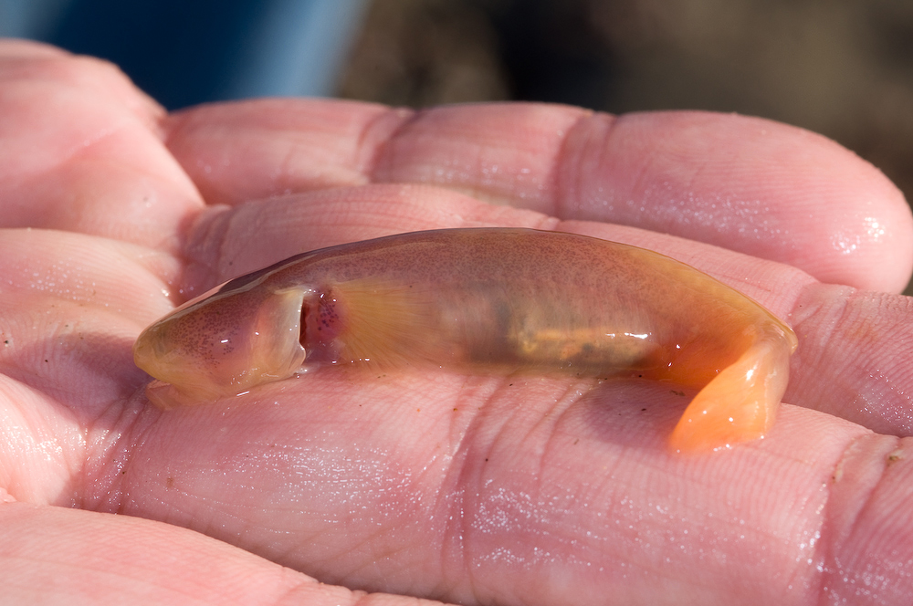 Blind Goby-1