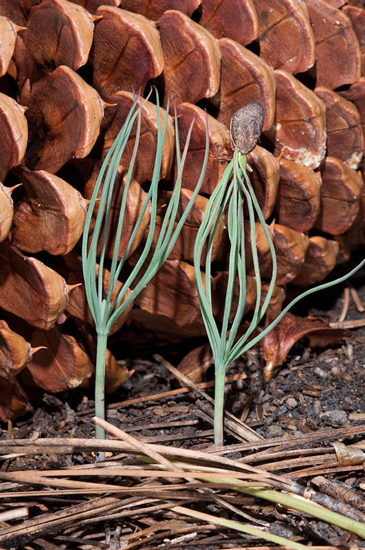Chap. 8-9, Jeffrey Pine seedlings 6