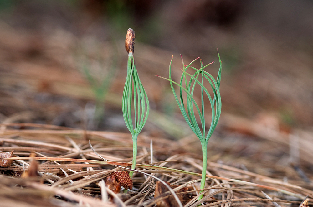 Jeffrey-Pine-seedlings 7.jpg