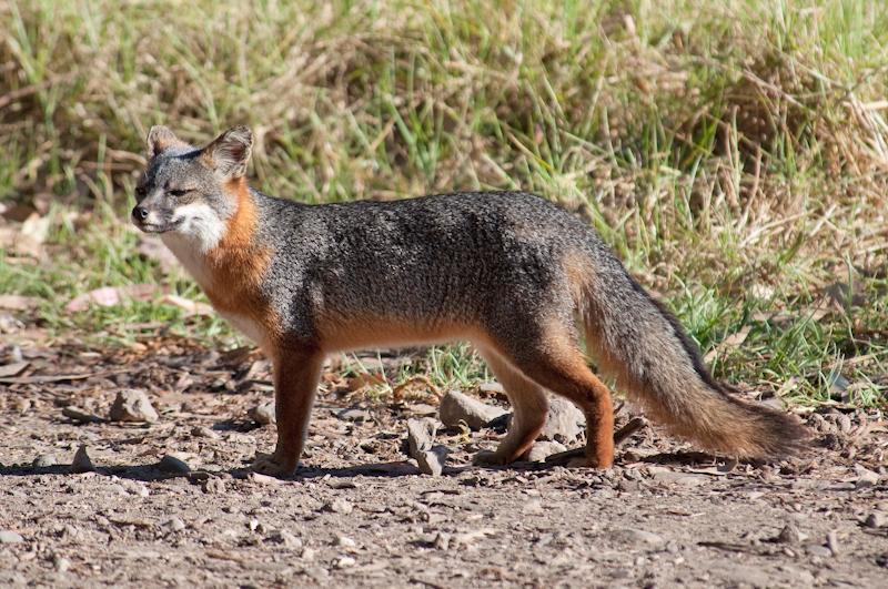 Chap. 10-15, Island-Fox.jpg