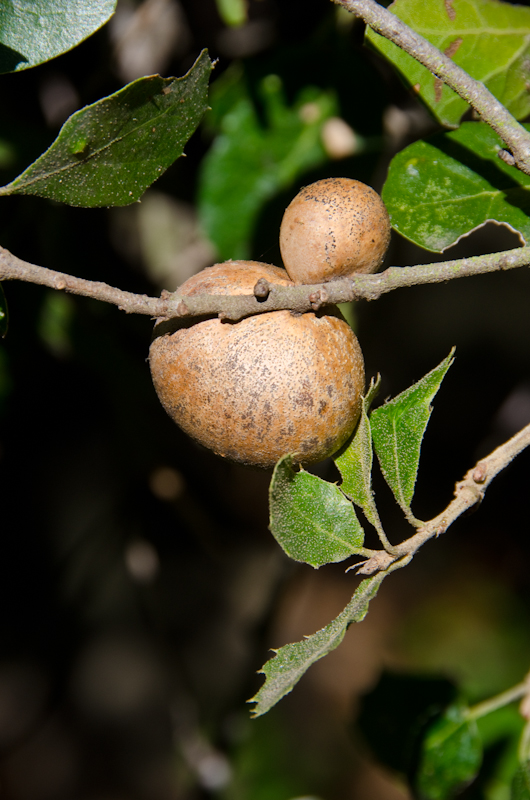 coast-live-oak-7.jpg