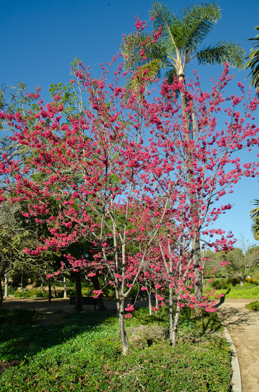Alice-Keck-Park-2.jpg