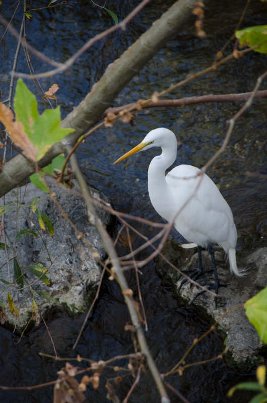 Chap. 11-24, Snowy Egret