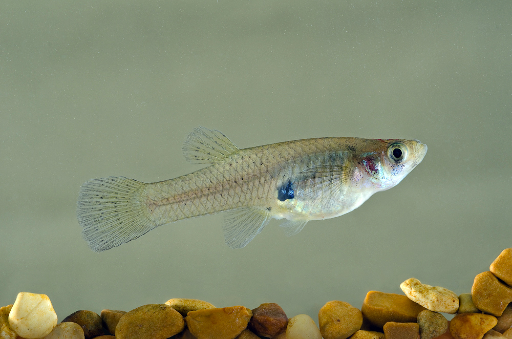 Chap. 11-21, Gambusia affinis, Western mosquitofish-1