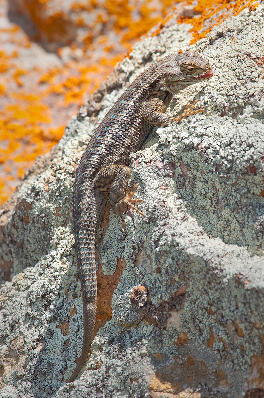 fence-lizard-2.jpg