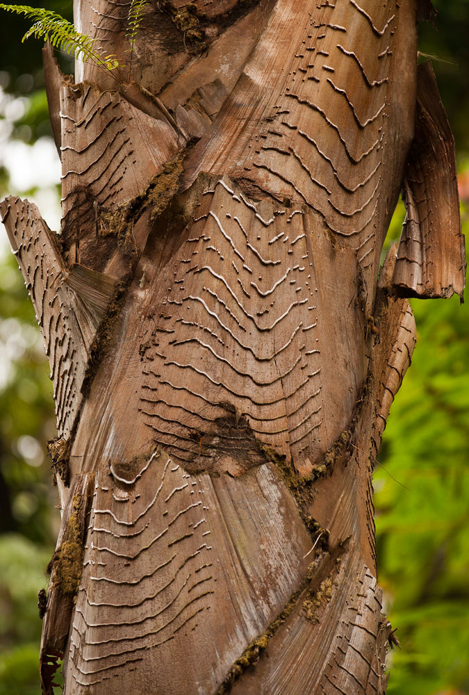 Hawaii Tropical Botanical Garden