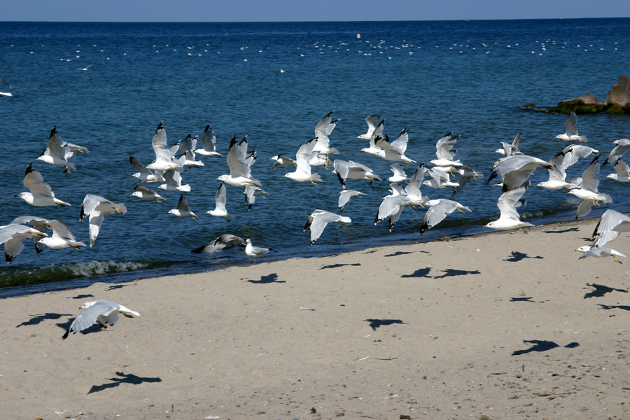 LakeOntario.jpg