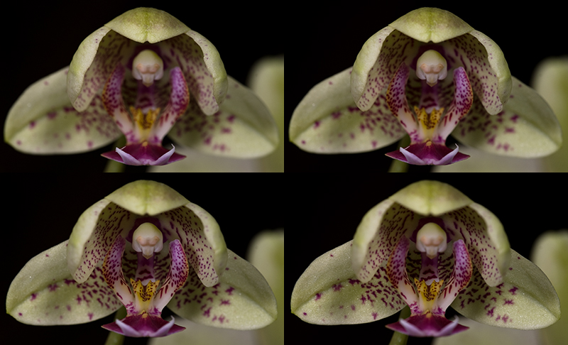 Orchid 1 frames.jpg