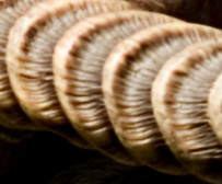 PICT2349 100crop.jpg