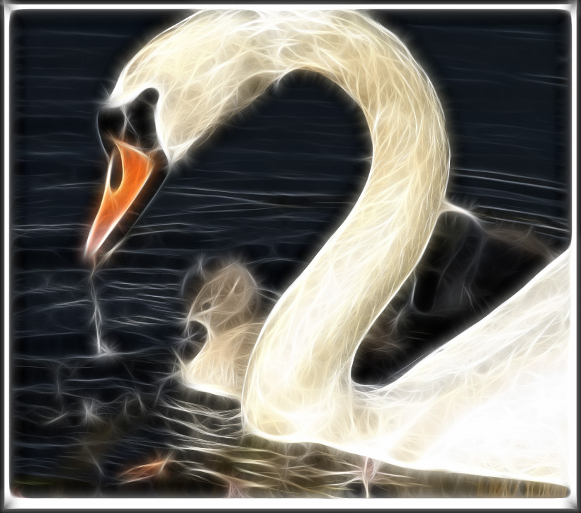 Swan 1 2.jpg