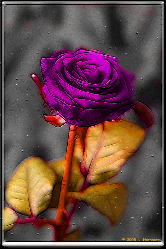 Rose 3.jpg
