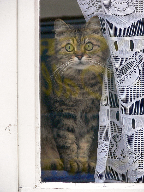 un chat curieux