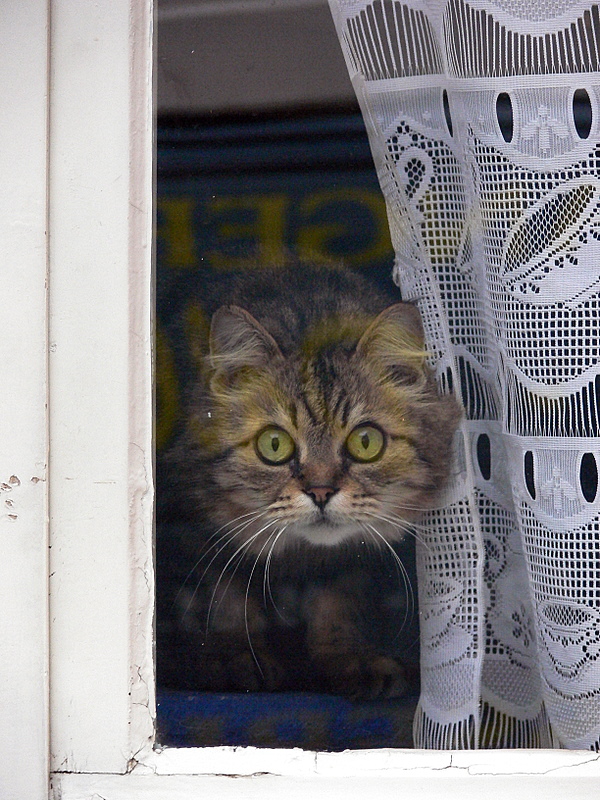 a curious kitten