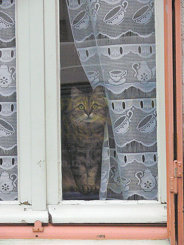 curious kitten