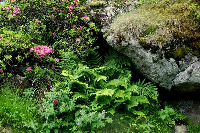 ferns and rhododendrons.