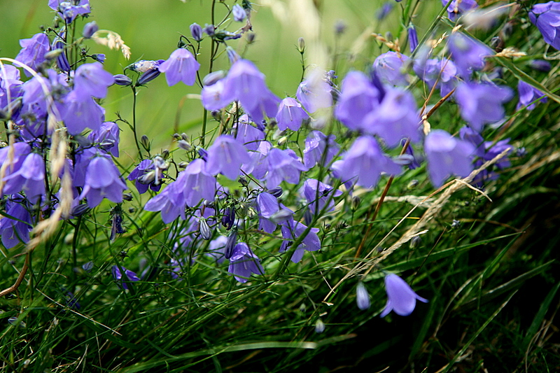 bellflowers shaking in the wind...