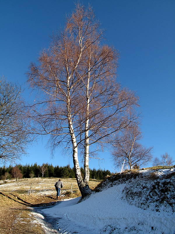 winter stroll