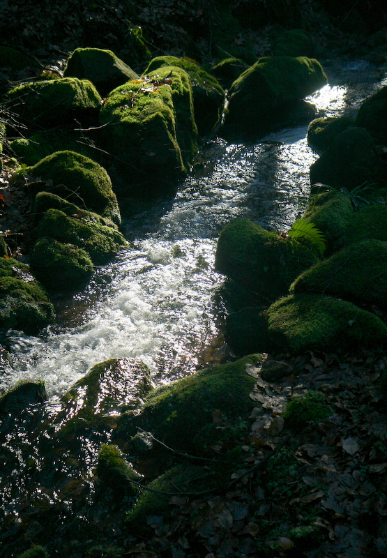 les rochers moussus.