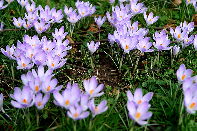 crocus