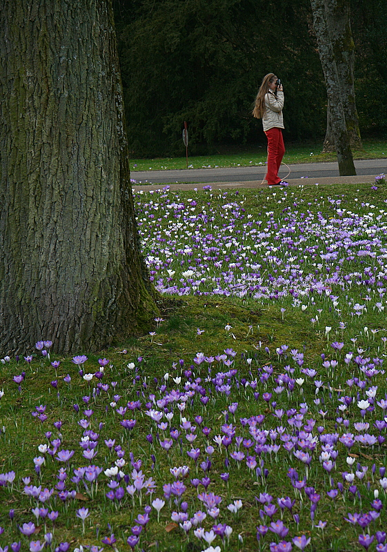 crocus fields