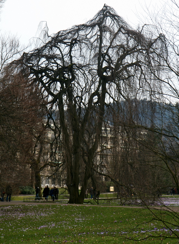 umbrella tree.