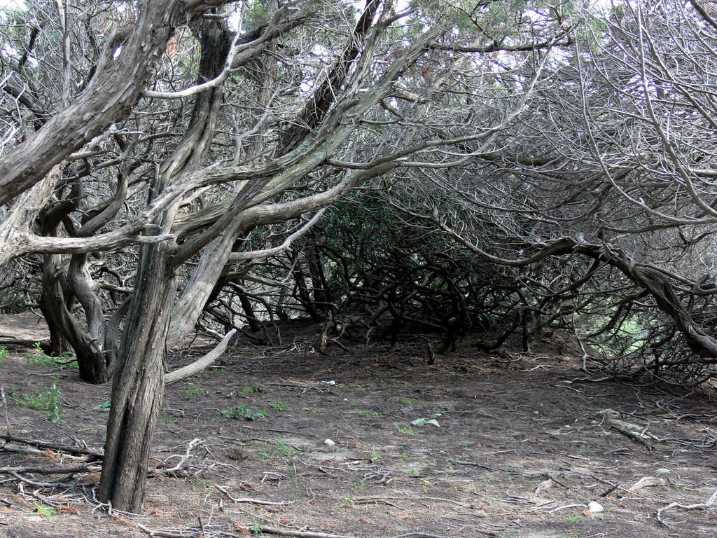 the path along the beach # 2