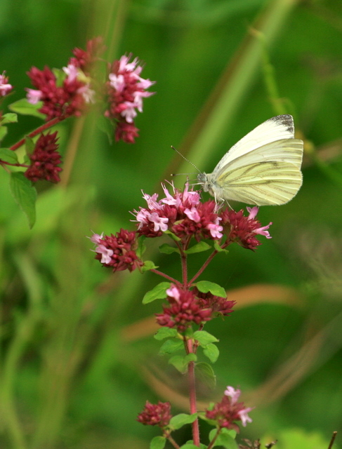 papillon ...