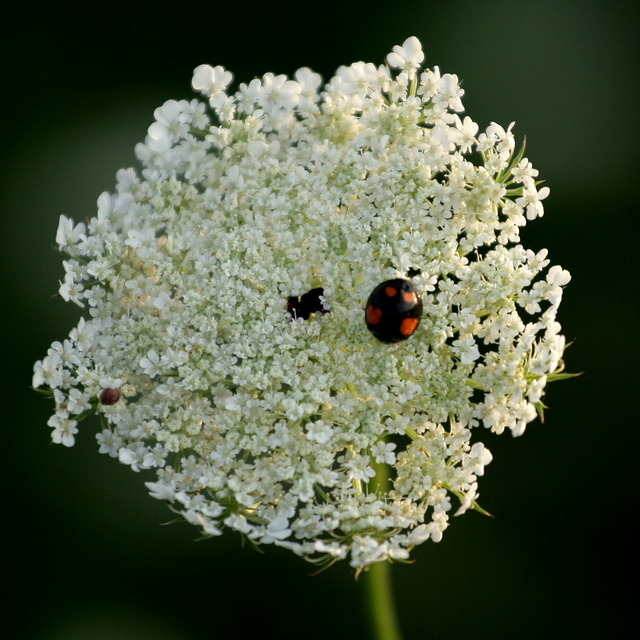 coccinelle noire