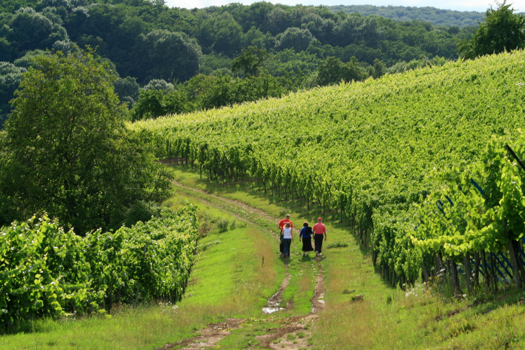 stroll in the vines