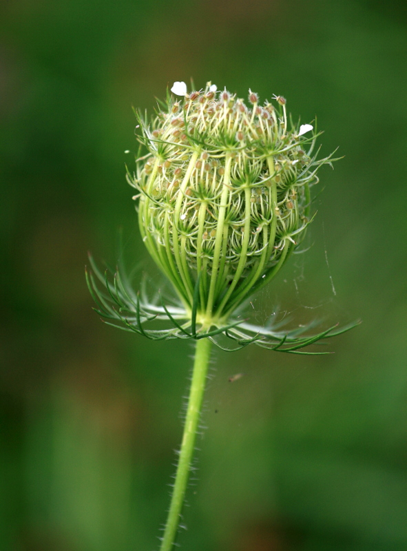 Queen's Ann Lace