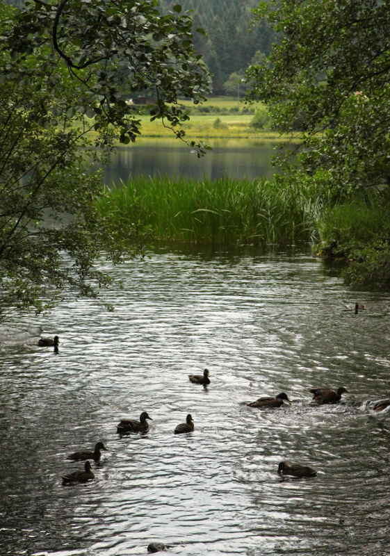 les canards de Retournemer