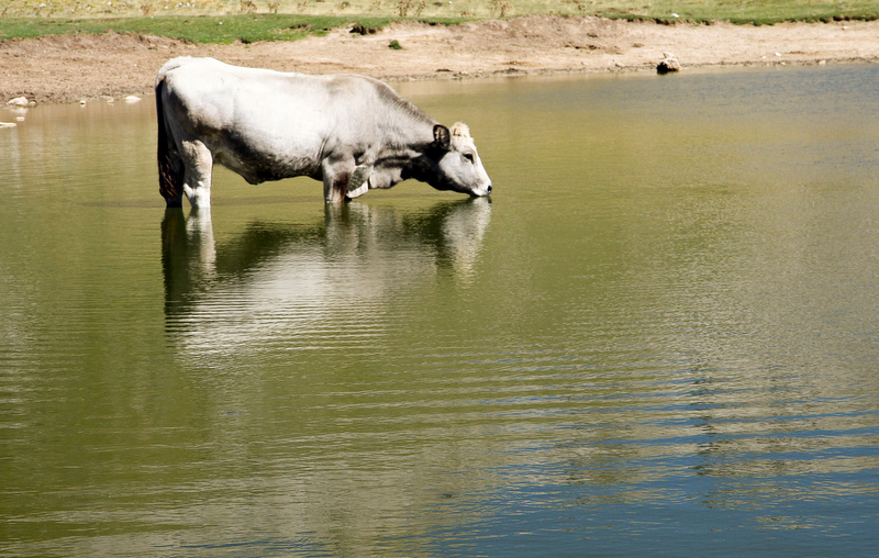thirsty