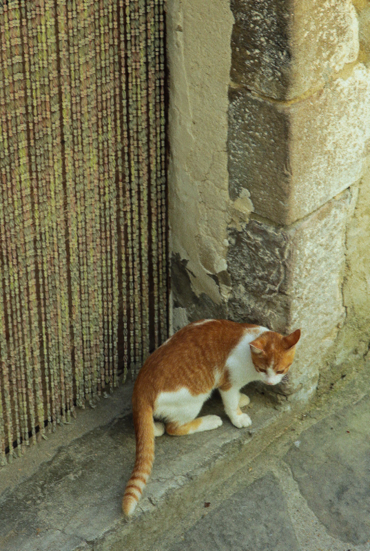 gatto rosso