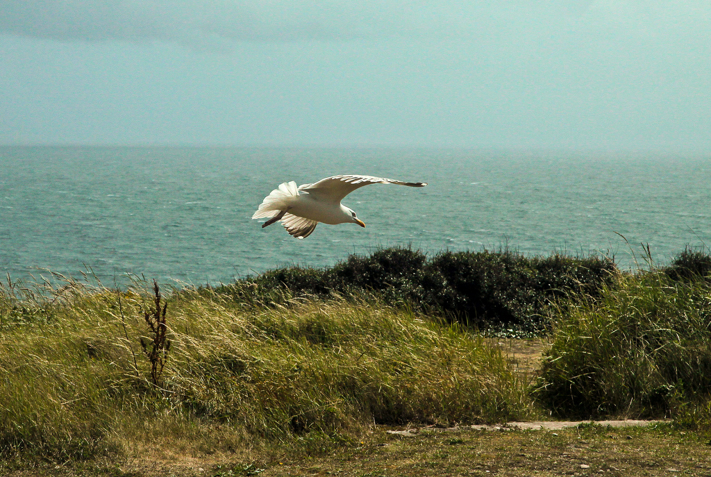fly higher