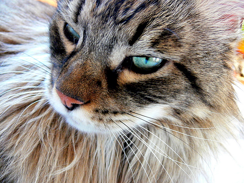 Jules