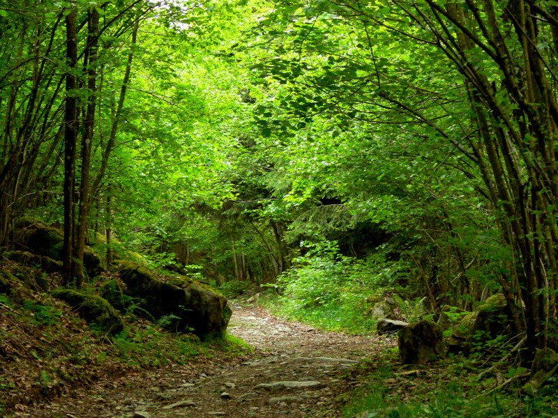 the forest path.