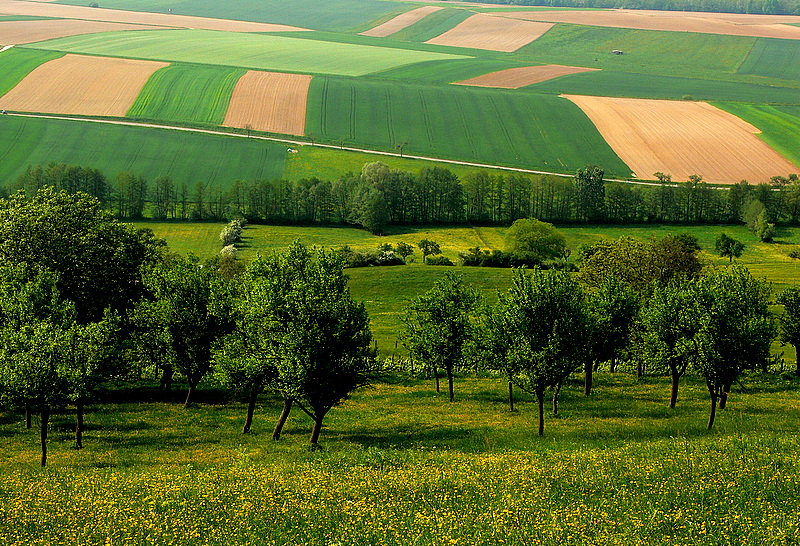 un verger en Alsace