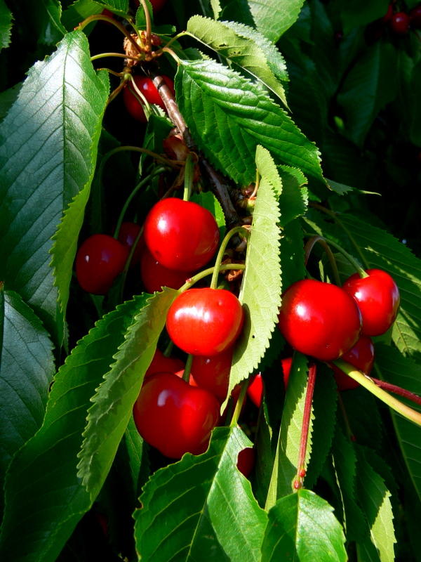 le temps des cerises.