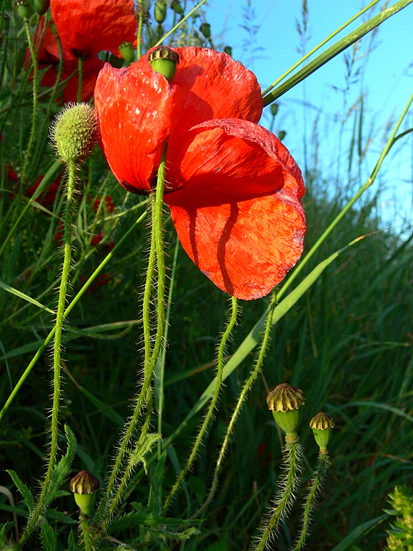 coquelicots.