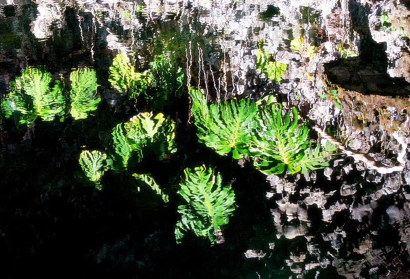 tropical reflections.