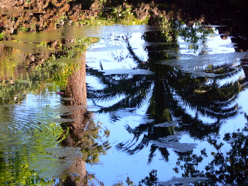 tropical reflections. 2