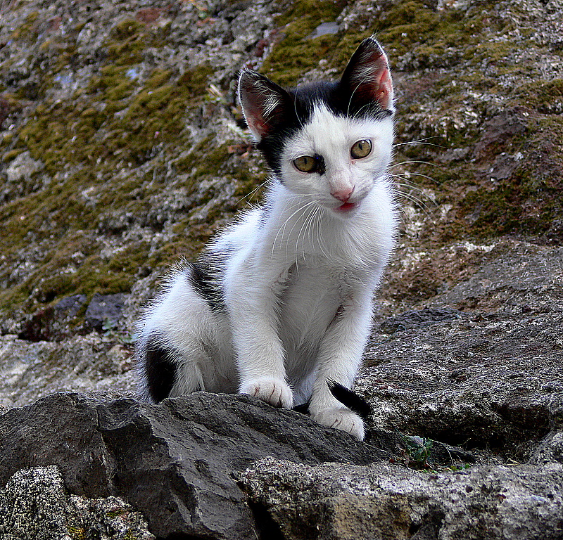 un chaton  Madre.