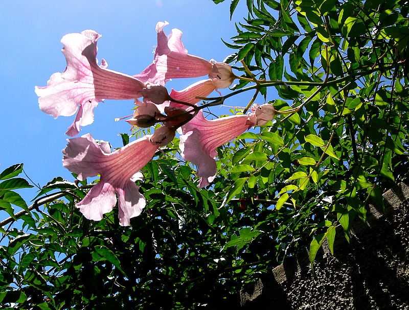 Jardim botanico